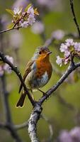 A robin sits on a branch with flowers photo