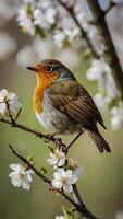 A robin sits on a branch of a tree with flowers photo