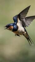 A bird flying in the air with its wings spread photo