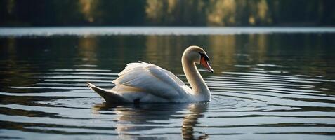 A swan is swimming in a lake photo