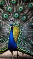A peacock with its feathers spread out photo