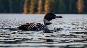 A loon swims in a lake with trees in the background photo