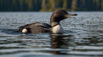 A loon swimming in a lake with trees in the background photo