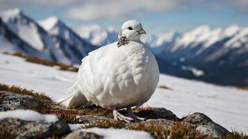 A white bird is standing on top of a mountain photo