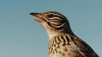 A bird with its mouth open and its beak open photo