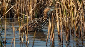 A bird is standing in the water near tall grass photo
