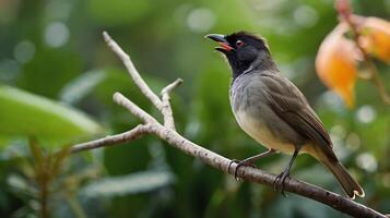 A bird is sitting on a branch with its mouth open photo