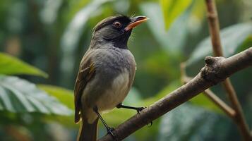 A small bird is perched on a branch in the forest photo