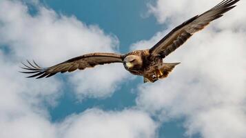 A large bird flying through the air with its wings spread photo