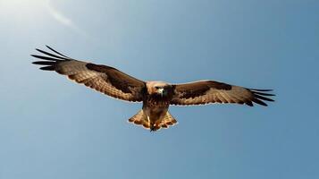 A large bird flying in the sky with its wings spread photo
