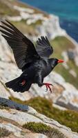 A black bird flying over a rocky cliff photo