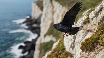 A black bird flying over a cliff with green grass photo
