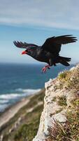 A black bird flying over a cliff photo