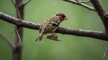 A small bird is sitting on a branch photo