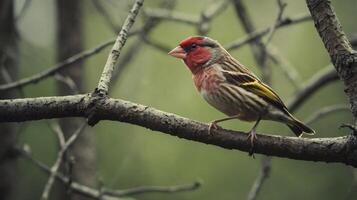 A red bird sitting on a branch with a blurry background photo