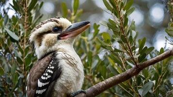 A bird sitting on a branch with its mouth open photo
