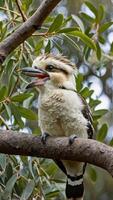 A bird sitting on a branch with its mouth open photo