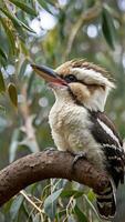 A bird sitting on a branch with leaves in the background photo