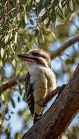 A bird sitting on a branch of a tree photo