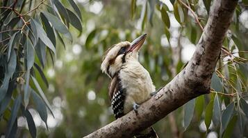 A bird sitting on a branch with its mouth open photo