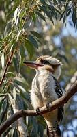 A bird sitting on a tree branch with leaves photo