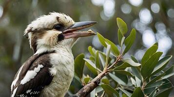 A bird with a beak and a long beak sitting on a branch photo