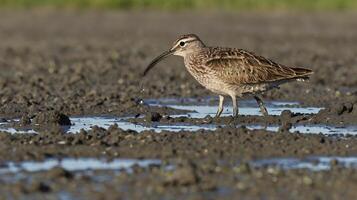 A bird standing in the mud with its beak open photo