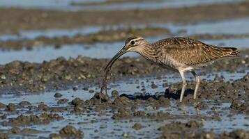 A bird with a long beak is standing in the mud photo
