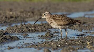 A bird with a long beak standing in the mud photo