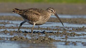 A bird with a long beak walking in the mud photo