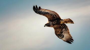 A hawk flying through the sky with its wings spread photo