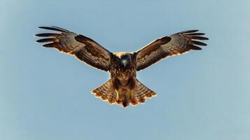 A large bird flying in the sky with its wings spread photo