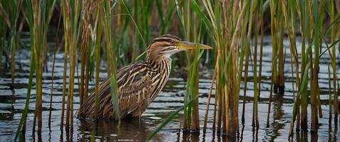A bird standing in the water near tall grass photo