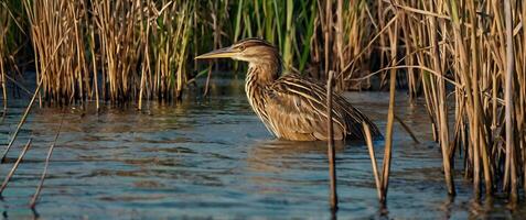 A bird is standing in the water near tall grass photo