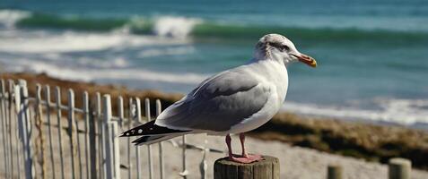 A seagull is standing on a fence post near the ocean photo