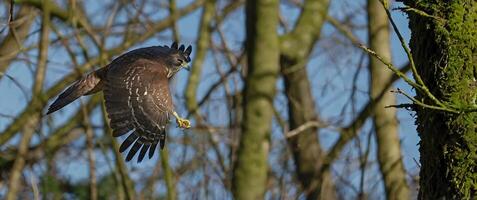 A hawk flying over a tree with a branch in the background photo