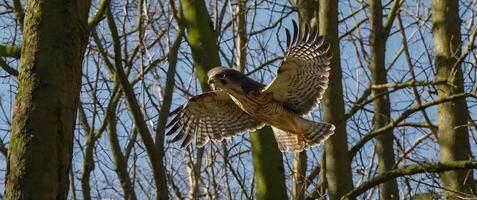 A hawk flying through the trees photo