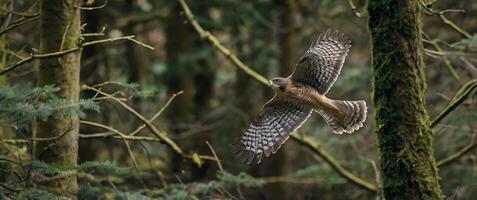 A hawk flying through the forest in the middle of the day photo