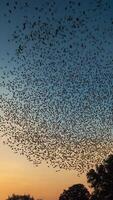 A large flock of bats flying over a field photo
