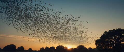 A flock of bats fly over a field at sunset photo