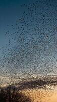 A large flock of birds flying over a field photo