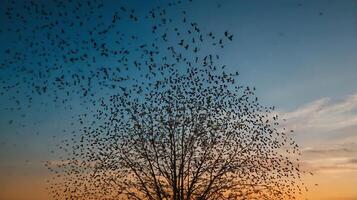 A flock of birds flying over a tree at sunset photo