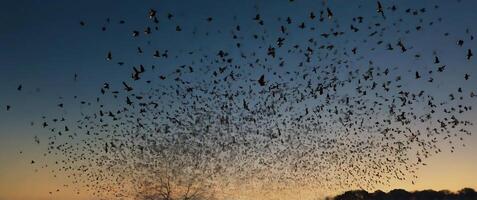 A flock of bats fly over a field at dusk photo