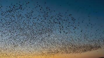 A large flock of bats flying over a field photo