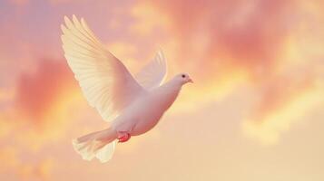 A single white dove soars gracefully against a pastel sky filled with golden sunlight symbolizing peace and freedom photo