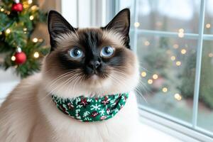 A festive Siamese cat in a holiday scarf sits on a windowsill with glowing lights in the background photo