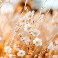 Delicate white wildflowers bloom at the edge of a golden rice field with autumn trees in soft focus photo
