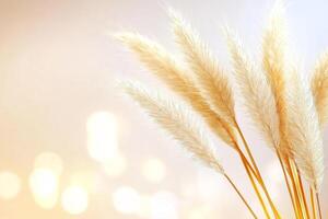 Tall golden pampas grass swaying gently in the soft evening light against a backdrop of autumn trees photo