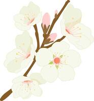 Almond tree branch with almond blossoms. Branch with spring flowers. Fruit tree branch. vector