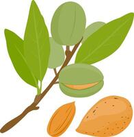 Almond tree branch with almond fruits and nuts. Branches with leaves and fruit. Natural organic almond. Nuts and kernels. vector